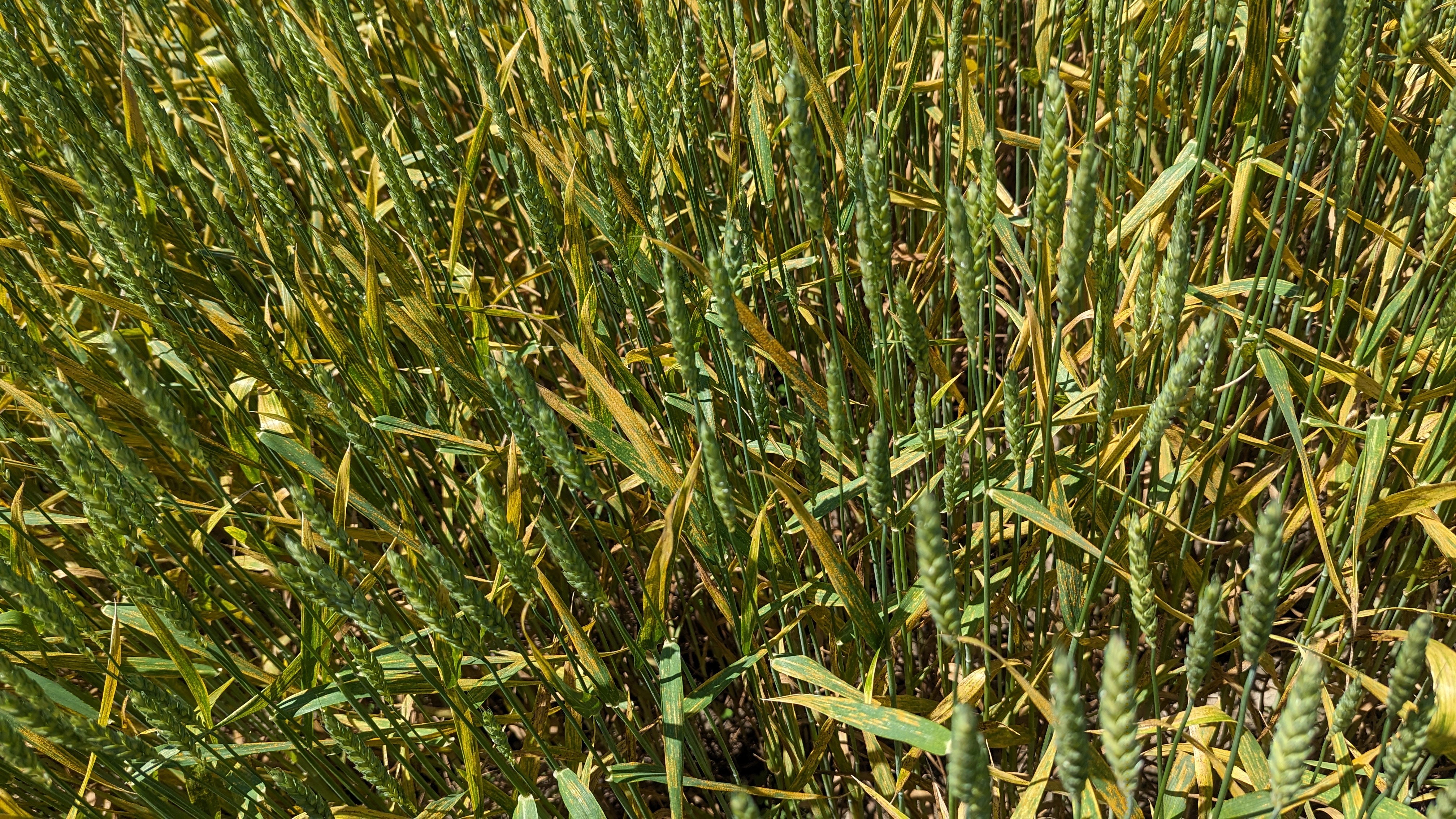 Wheat growing in a field.